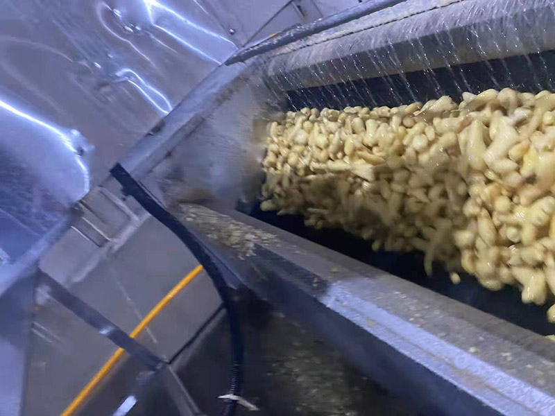 大姜脫皮設(shè)備運行